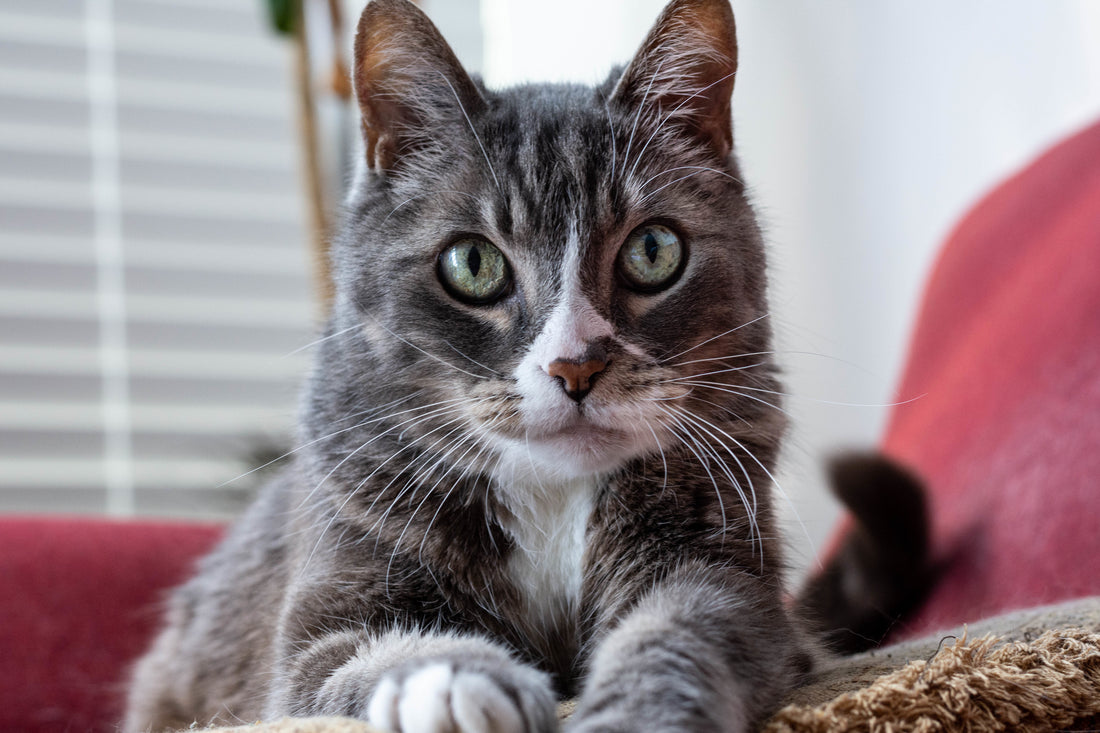 Understanding Your Cat's Preferences