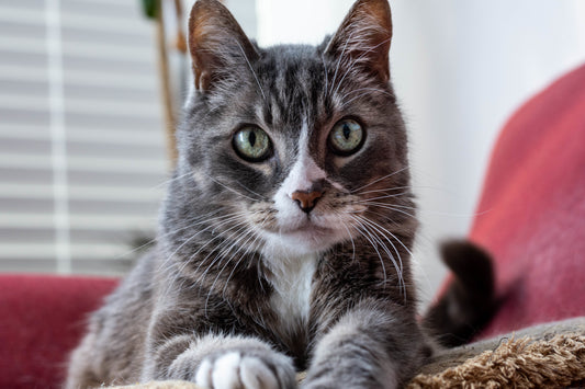 Understanding Your Cat's Preferences